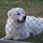 My Murdock