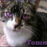 Our kitty "Tommy." I colored his eyes purple in PhotoShop. :)
