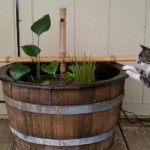 Tommy checking out the new Whiskey Barrel and Bamboo Fountain that we made.