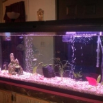 I'm a cat AND fish person!