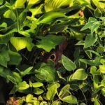 CloverBunny