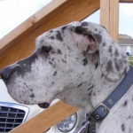 Nanook, a blue merle great dane.