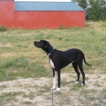 Moosche, a black great dane.
