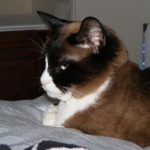 Sweets, is a snowshoe siamese.