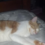 My naughty rescue kitty, Pumpkin.