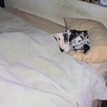 Where does a 130 lb dog sleep?