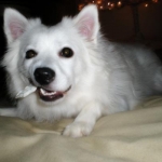 My baby girl Sadie