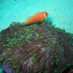 anenome fish