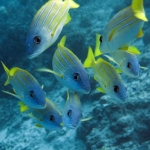 blue striped snappers