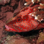 coral grouper with cleaner shrimp