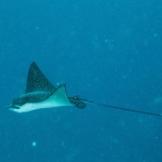 eagle ray from a distance.
