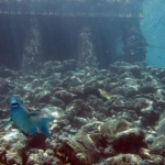 parrot fish - hello!!