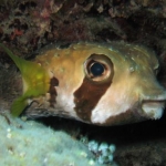 porcupine fish