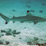 black tipped reef shark - HUGE, not really about 2ft long