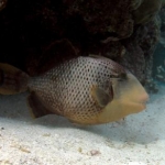 trigger fish