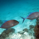 bluefin trevally