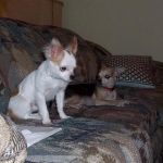 Deigo & Chilli