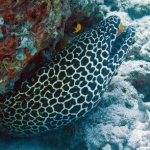 honeycomb moray eel