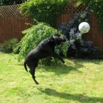 Silly doggit.. now he'll have a headache!