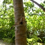 Crab spider I nearly walked into when in the Maldives 2006.  This thing was huge!  Ended up guarding it from the other guests (from afar) until one of the staff picked up the courage to move it!