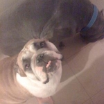 Joey and Princess