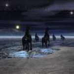 wild horses at night