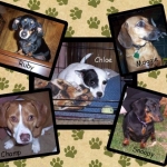 Dog Collage
