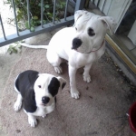 When i first got my female Coco. She is 7 months old now and about 70 pounds.