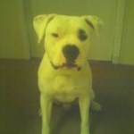Best dog i've ever had.