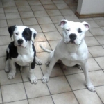 It took me 20 mins and 15 doggie treats to get them to finally sit down long enough to take this pic.