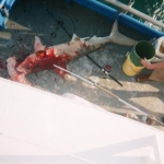 Big Hammerhead shark we caught.