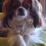 April  - just watching me ...  clean the house!