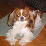 Waitin 2 go out -  He rang the bell,  I said "Just a minute"!  He plops down and patiently waits ...