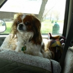09MAY2 IslandPark - in his car seat.  Prefers cars to planes!
