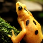 Shot at the St. Luis Zoo in the reptile house