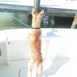 Biscuit.cast.off.lines