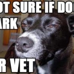 dog5