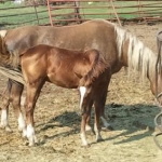 2012 08 27 Deep Palo  Gosh but I love the deep coloring of this mare with that white mane and tail!  Of course I'd want her baby too if I could!  Did I mention horses have been and always will be my first love?