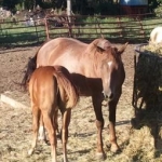2012 08 21 Flicka II   This mare reminds me a little of the first baby I raised ( more than a couple years ago) in the '70's!  Only she just had 3 white hairs above her left eye ...
