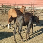 2012 08 21 The 3 Amigos  That lil blu roan - I'm hoping to work out a deal to keep him!