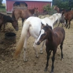 2012 08 12 Blaze - I wouldn't mind keeping this little one either!  Ok - truth be told:  I wish I could keep every single one that's set foot on the place for the last 3 years!