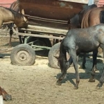 2012 08 27 Blu is really a sweet lil guy!  Never had a halter on yet, but he's happy to let me brush him and run my hands down his legs while he was happily working on the mineral block!