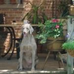 Gretchen (RIP my sweet girl)