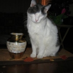Kiki in mourning