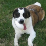 Kaylee with a football.  Love that tongue!