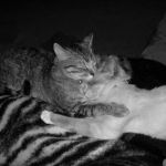 Lacey and Fancy cuddling