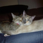 More cuddling.  Lacey is the white one and Fancy is the brown tabby.  They're sisters from the same litter but look nothing alike!