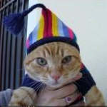 Proud cat