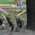 squirrels lightsabres