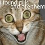 drug cat